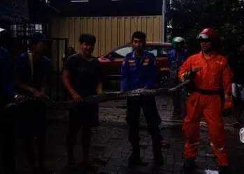 Mangsa Ayam Milik Warga Serpong Utara, Ular Sanca 4 Meter Dievakuasi Damkar