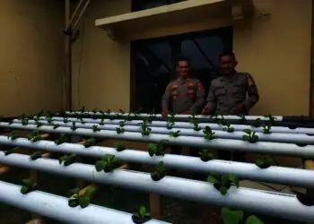 Atasi Lahan Sempit, Polsek Rangkasbitung Kembangkan Sayuran Hidroponik