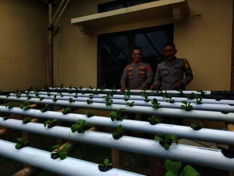 Atasi Lahan Sempit, Polsek Rangkasbitung Kembangkan Sayuran Hidroponik