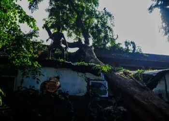 Pohon Besar Timpa Gedung SMPN 1 Kota Tangerang Saat KBM, Begini Kondisinya