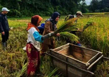 Kebutuhan Beras di Lebak Dijamin Aman Selama Ramadan