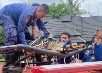Anak Kecil Nyaris Dimakan Buaya di Pakuhaji Kabupaten Tangerang