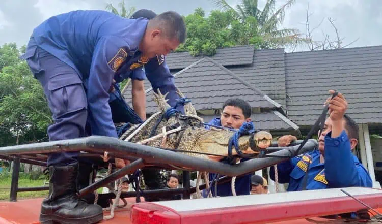 Anak Kecil Nyaris Dimakan Buaya di Pakuhaji Kabupaten Tangerang