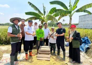 DKP Kota Tangerang Dorong Produktivitas Pertanian, 30 Ton Beras Sukses Dihasilkan Kelompok Tani