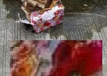 Teror Paket Kepala Babi dan Bangkai Tikus, Pemred Tempo: Kami Tidak Gentar