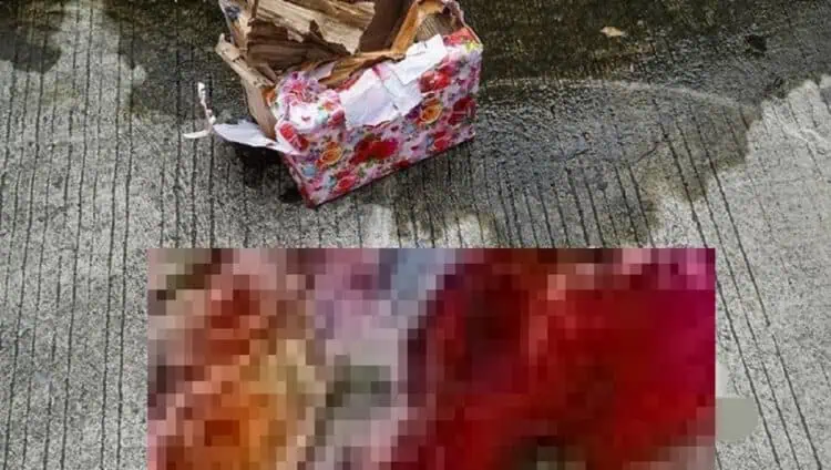Teror Paket Kepala Babi dan Bangkai Tikus, Pemred Tempo: Kami Tidak Gentar