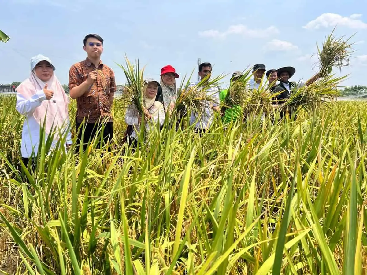DKP Kota Tangerang Dorong Produktivitas Pertanian, 30 Ton Beras Sukses Dihasilkan Kelompok Tani