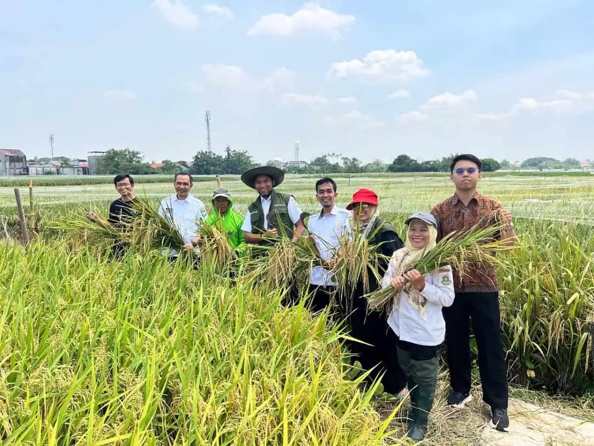 DKP Kota Tangerang Dorong Produktivitas Pertanian, 30 Ton Beras Sukses Dihasilkan Kelompok Tani