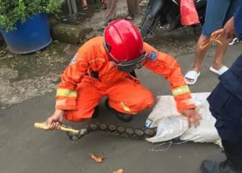 Ular Sanca 4 Meter Mangsa Ayam Warga, Tim Damkar Tangsel Lakukan  Evakuasi
