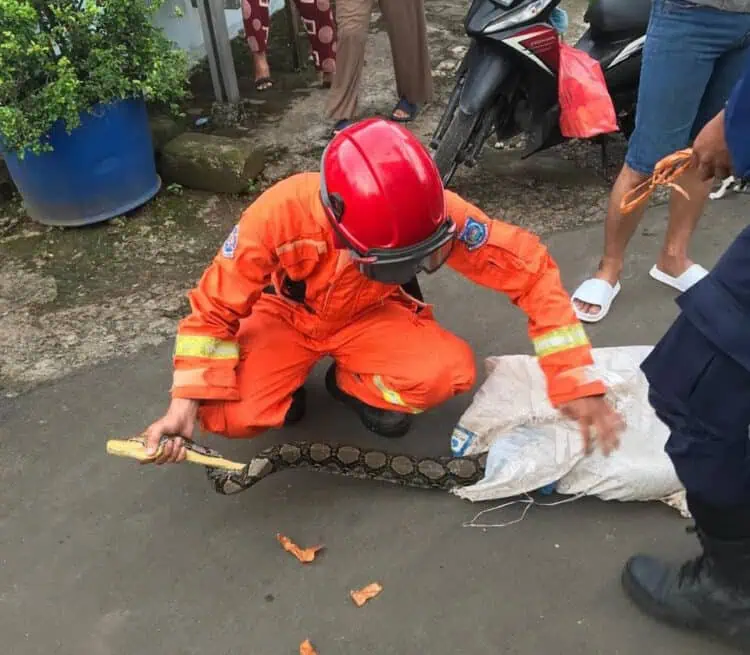 Ular Sanca 4 Meter Mangsa Ayam Warga, Tim Damkar Tangsel Lakukan Evakuasi