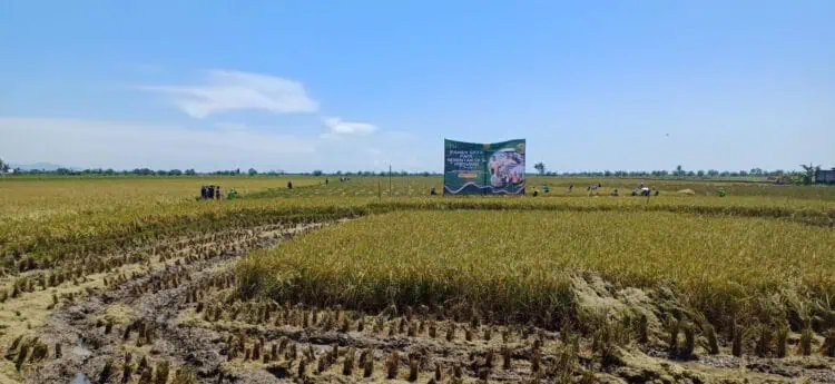 Masyarakat Banten Diminta Lapor Jika Harga Jual Gabah di Bawah Standar