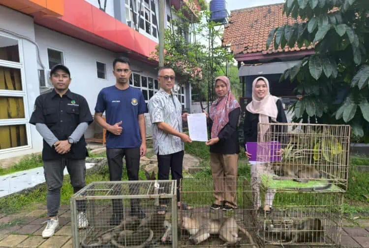 BPBD Kabupaten Tangerang Serahkan 6 Ekor Monyet Hasil Evakuasi ke BKSDA