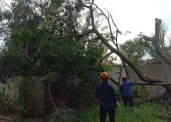 Rumah Warga Tertimpa Pohon Tumbang di Tanah Tinggi