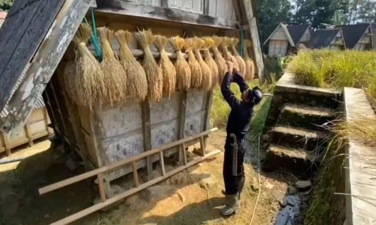 Melihat Tradisi Masyarakat Adat Kesepuhan Cisitu Lebak dalam Upaya Menjaga Ketahanan Pangan
