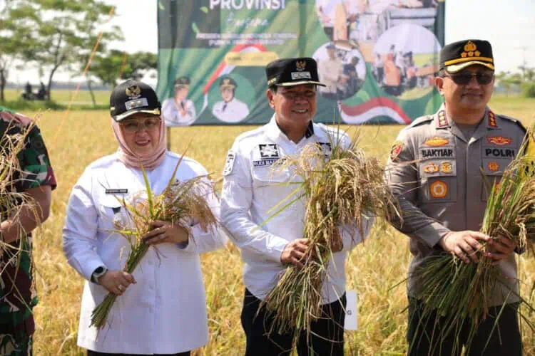 Maesyal-Intan Panen 210.000 Ton Padi di Mauk