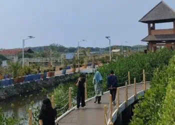 Ketapang Urban Aquaculture Mauk Sepi Pengunjung