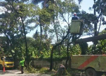 Pohon Tumbang, Disbudpar Kota Tangerang Turunkan Tim Evakuasi