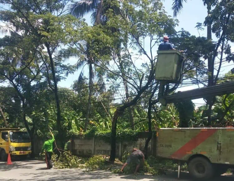 Pohon Tumbang, Disbudpar Kota Tangerang Turunkan Tim Evakuasi