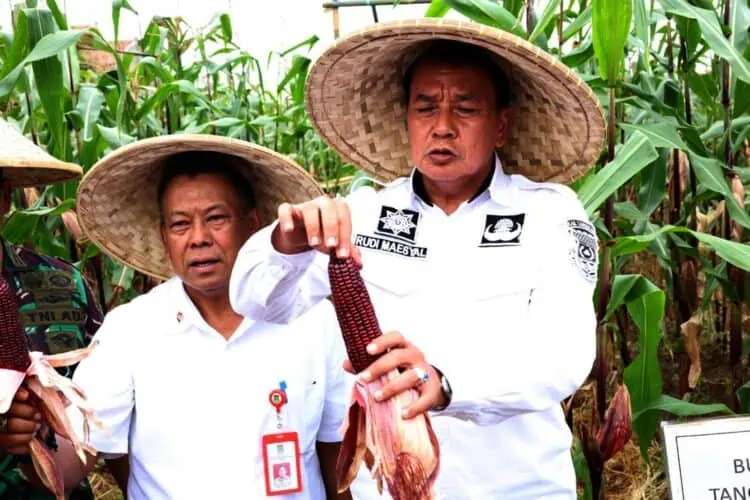 Ikut Panen Jagung Pulut, Bupati Tangerang Juga Serahkan Alsintan