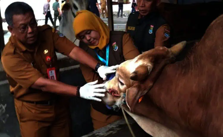 Kebutuhan Hewan Kurban di Kabupten Tangerang Diprediksi Naik 10 Persen