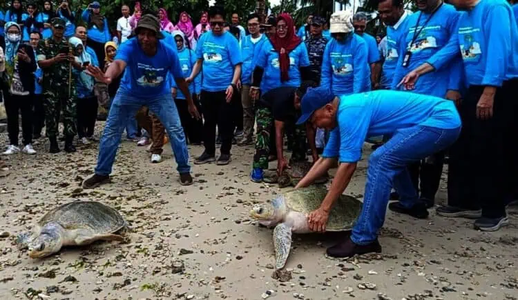 Belasan Ekor Penyu Dilepas ke Perairan Selat Sunda