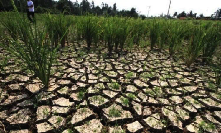 Kemarau di Lebak Diprediksi Mei-Juni, BPBD Imbau Masa Tanam Padi Disesuaikan