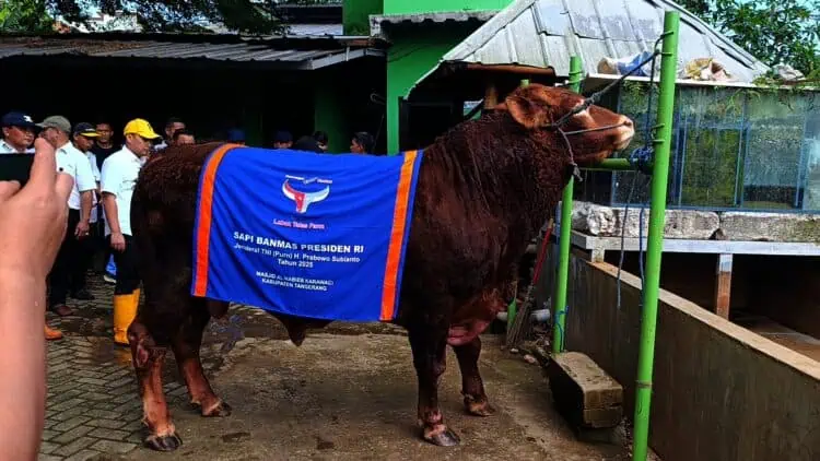 Presiden Prabowo Beli Hewan Kurban Si Batalion di Tangsel Rp 102,5 Juta 
