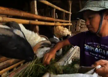 Lulusan Magister, Pemuda Asal Lebak Ini Pilih Berbisnis Kambing dan Domba