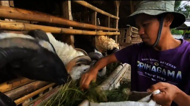 Lulusan Magister, Pemuda Asal Lebak Ini Tak Gengsi Bisnis Kambing dan Domba
