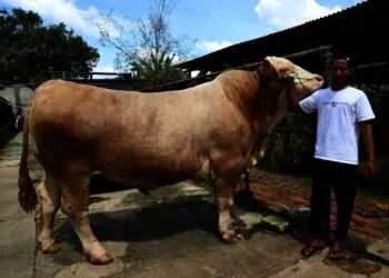 Berbobot 1,15 Ton, Sapi Kurban Presiden Prabowo Subianto Asal Kota Tangerang Diberi Nama Parjo