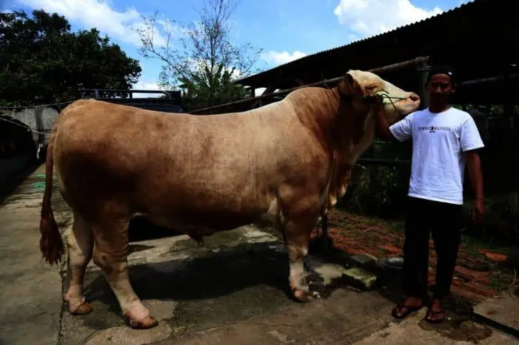 Berbobot 1,15 Ton, Sapi Kurban Presiden Prabowo Subianto Asal Kota Tangerang Diberi Nama Parjo
