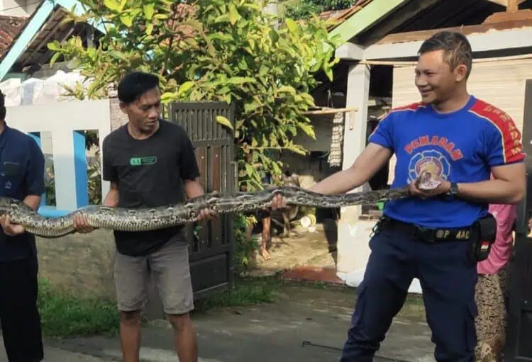 Ular Sanca 5 Meter di Plafon Rumah Warga di Curug Berhasil Ditangkap