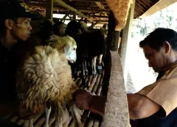 Disnakeswan Lebak Awasi Lalu Lintas Hewan Kurban dari Luar Daerah