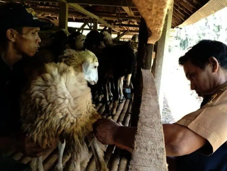 Disnakeswan Lebak Awasi Lalu Lintas Hewan Kurban dari Luar Daerah