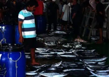 Hasil Tangkapan Menurun, Nelayan Labuan: Ini Fenomena Alam, Mau Gimana Lagi