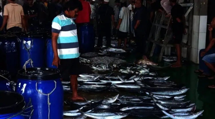 Hasil Tangkapan Menurun, Nelayan Labuan: Ini Fenomena Alam, Mau Gimana Lagi