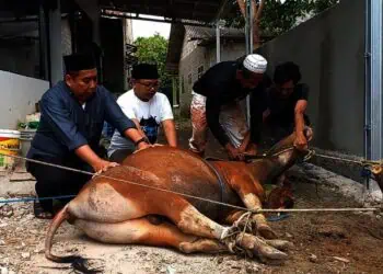 DPKP Kabupaten Tangerang Temukan 1 Kasus Cacing Hati