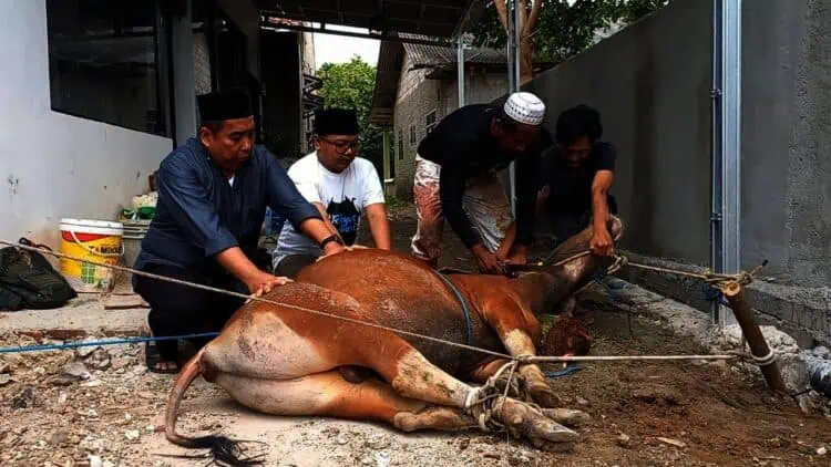 DPKP Kabupaten Tangerang Temukan 1 Kasus Cacing Hati