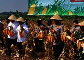 Produksi Jagung di Banten Ditarget 9.692 Hektar,Andra Gagas Program Kakijatol