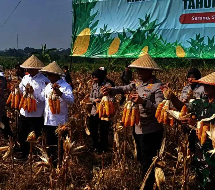 Produksi Jagung di Banten Ditarget 9.692 Hektar,Andra Gagas Program Kakijatol