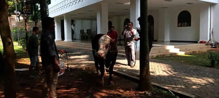 Pemprov Banten Salurkan Hewan Kurban ke Ponpes Hingga Masyarakat