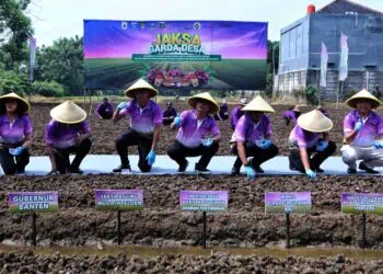Mendes, Jamintel, Gubernur Banten Hingga Bupati Tangerang Sinergi Tanam Bawang
