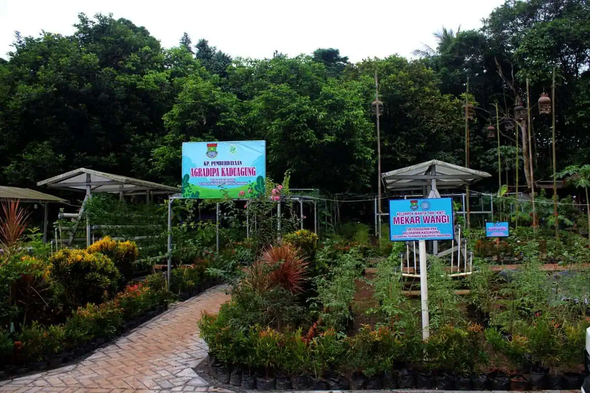 Viral! Kelurahan Kaduagung Sabet Juara 1 se-Banten, Program UMKM dan Digitalisasi Jadi Sorotan Viral! Kelurahan Kaduagung Sabet Juara 1 se-Banten, Program UMKM dan Digitalisasi Jadi Sorotan