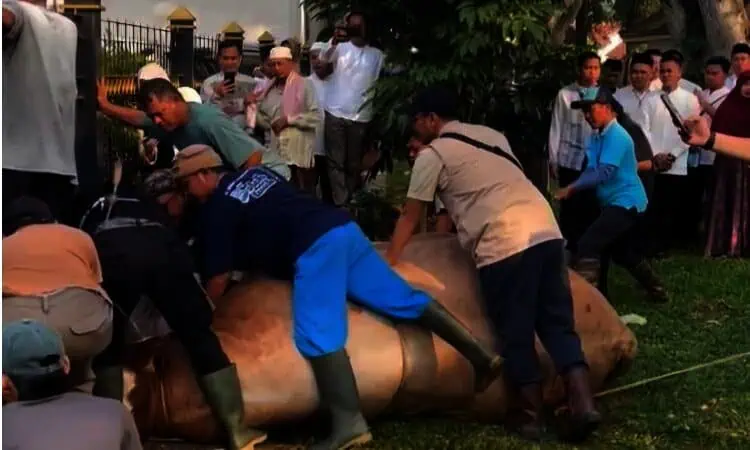 Daging Kurban dari Presiden Dibagikan ke Masyarakat