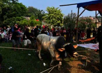 Sapi Kurban Presiden Prabowo Seberat 1,1 Ton di Kota Tangerang Disembelih di Masjid Daarul Ihsan