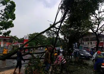Pohon Tumbang Diterjang Hujan dan Angin Kencang di Serpong, Lalu Lintas Sempat Lumpuh