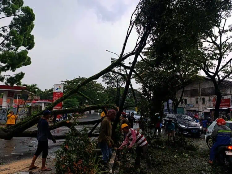 Pohon Tumbang Diterjang Hujan dan Angin Kencang di Serpong, Lalu Lintas Sempat Lumpuh