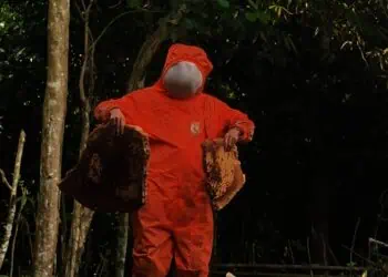 Dramatis, Petugas di Lebak Evakuasi Sarang Lebah Madu Berukuran Jumbo