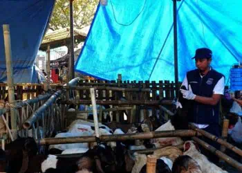 Petugas memeriksa kondisi kesehatan hewan kurban di Tangsel. (EKO SETIAWAN/SATELIT NEWS)