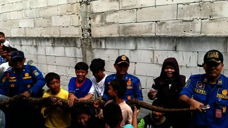 Penemuan Ular di Tangsel Meningkat, Warga Diminta Waspada